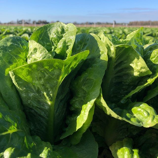 Fairbanks_Fresh's tweet photo. Mini Cos trial at Corrigan's Produce Farms on a perfect blue sky day! This one looks 👌
#fairbanksseeds #coslettuce #lettuce #minicos #corrigans #vegetable #vegetabletrial #choices #bluesky #fairbanksfresh https://t.co/IseyYRWH79