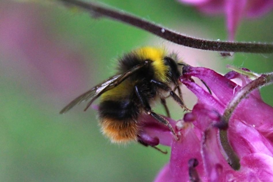 Balelt41's tweet photo. Stadtwurzel @Stadtwurzel:
#Wildbienen: Deutschlands größte Wildbienenkolonie: Wildbienen sind vom Aussterben bedroht. Um die Art zu erhalten, sät der #Obstbauer
nun #Bienenwiesen. https://t.co/X4nT48WDro...
FGZ:
https://t.co/aBDumYp7mx
"Themen..., Nachh. Wirtschaft..." https://t.co/vpIsV25ioY