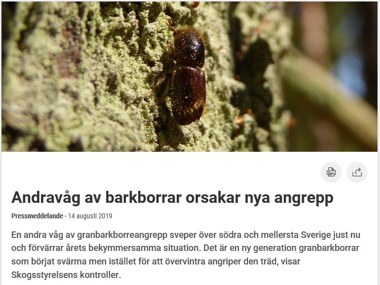 Skogsstyrelsen's tweet photo. En ny generation granbarkborrar har börjat svärma men istället för att övervintra angriper den träd. Det gör att en andra våg av angrepp nu sveper över södra och mellersta Sverige och förvärrar årets bekymmersamma situation. https://t.co/eG3C9xaaUa #stoppaborrarna #skog https://t.co/k38Pdhg4GF