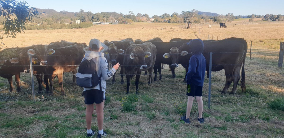 Campfires, cookouts and cows! Another great afternoon at camp. Reckon we can get some Camdenville Cows <a href="/sqeasley/">sue smith</a>?