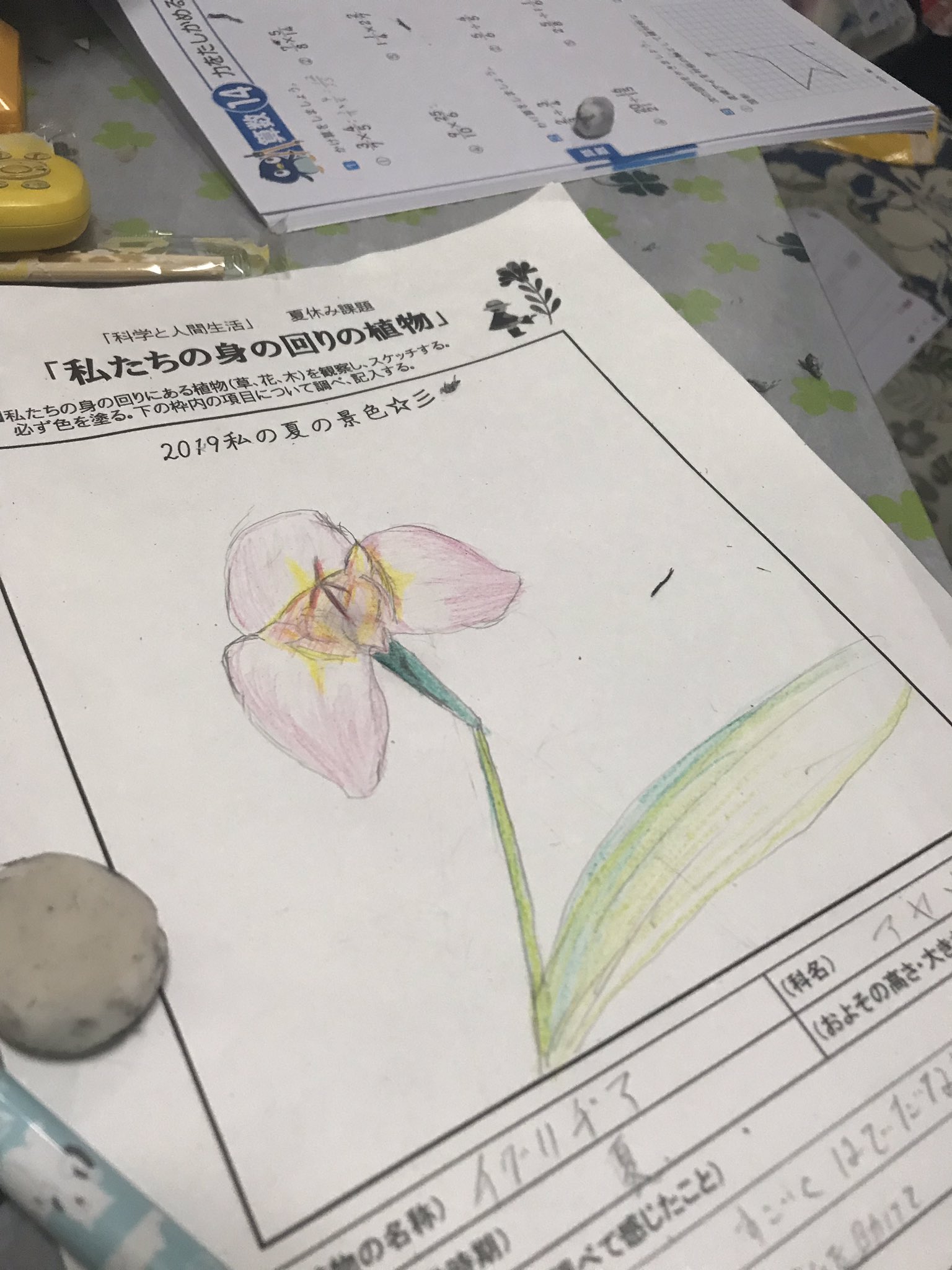 チグリジア Twitter Search Twitter