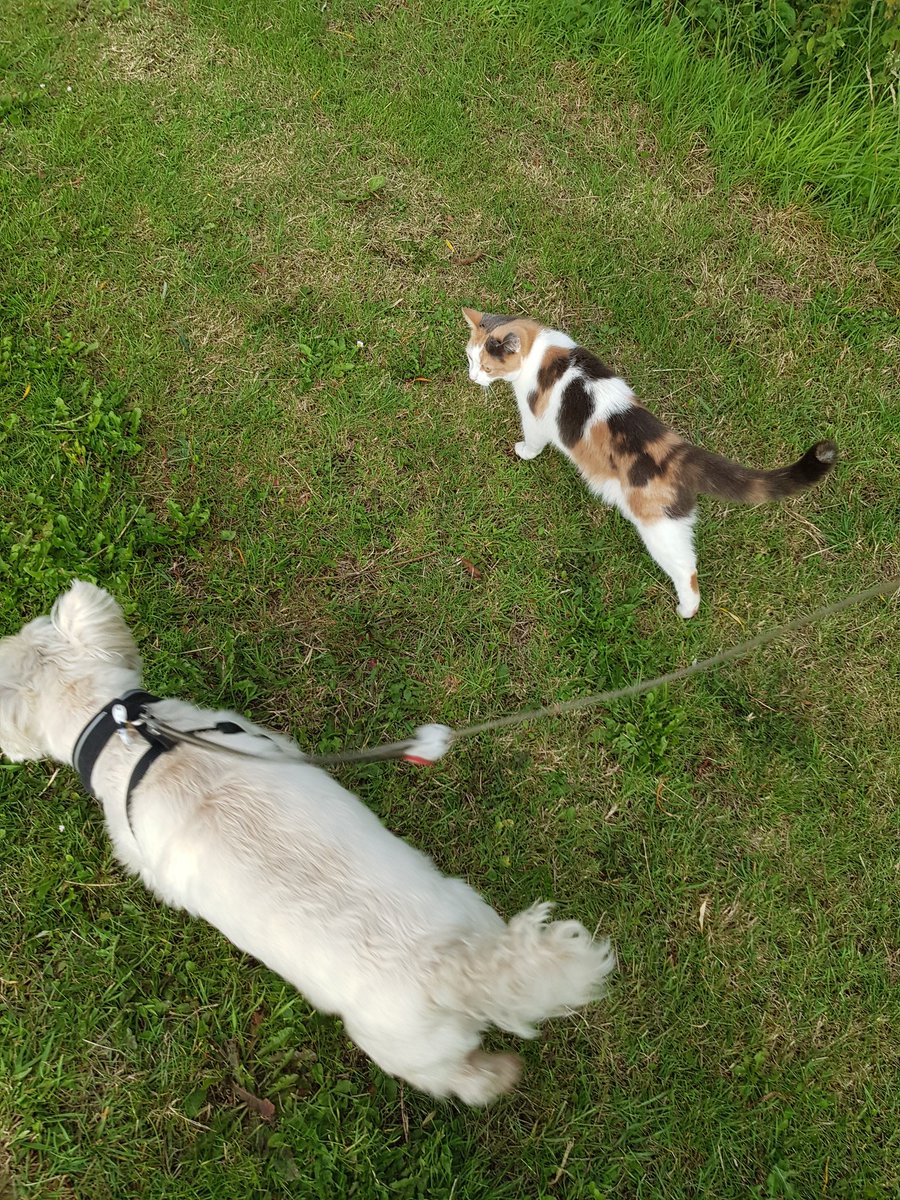 Firefly28922777's tweet photo. Jack and Ripley out on Zombie patrol #westiesoftwitter #CatsOfTwitter #CaliCo #zombies #westie https://t.co/UuuoFX11JV
