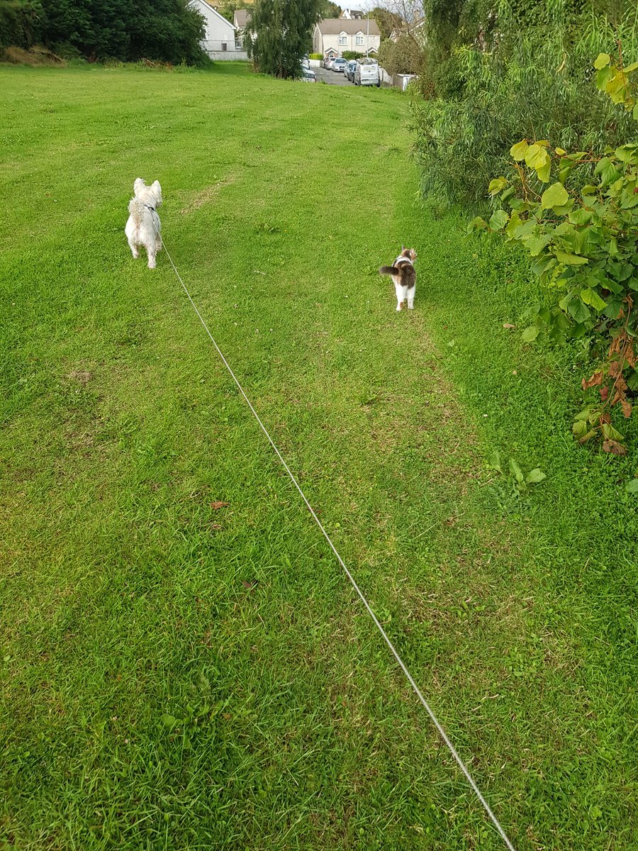 Firefly28922777's tweet photo. Jack and Ripley out on Zombie patrol #westiesoftwitter #CatsOfTwitter #CaliCo #zombies #westie https://t.co/UuuoFX11JV