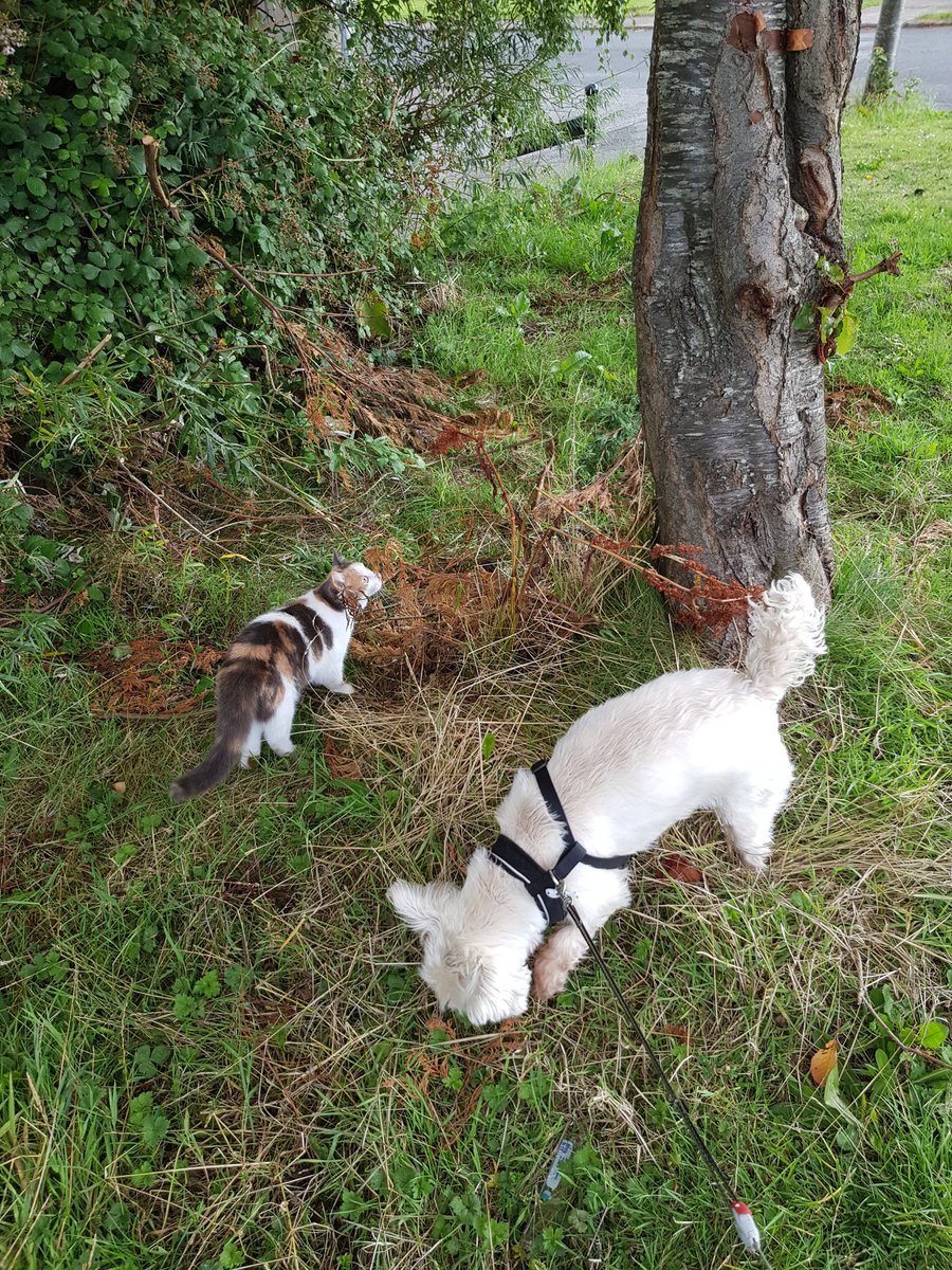 Firefly28922777's tweet photo. Jack and Ripley out on Zombie patrol #westiesoftwitter #CatsOfTwitter #CaliCo #zombies #westie https://t.co/UuuoFX11JV