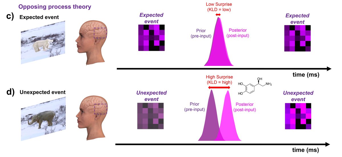 ClarePress's tweet image. How do we use our expectations to generate perceptual experiences that are both accurate and useful? Here, @danieljamesyon, Peter Kok and I discuss a possible resolution to some current theoretical conflicts. psyarxiv.com/hdsmz