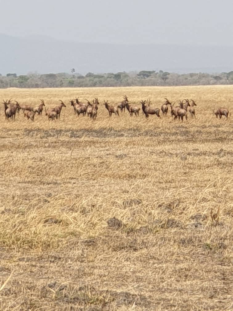 Katavi National Park (@katavipark) on Twitter photo 