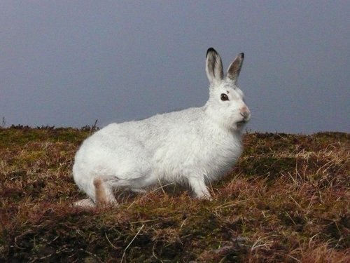 Gameandwildlife tweet picture