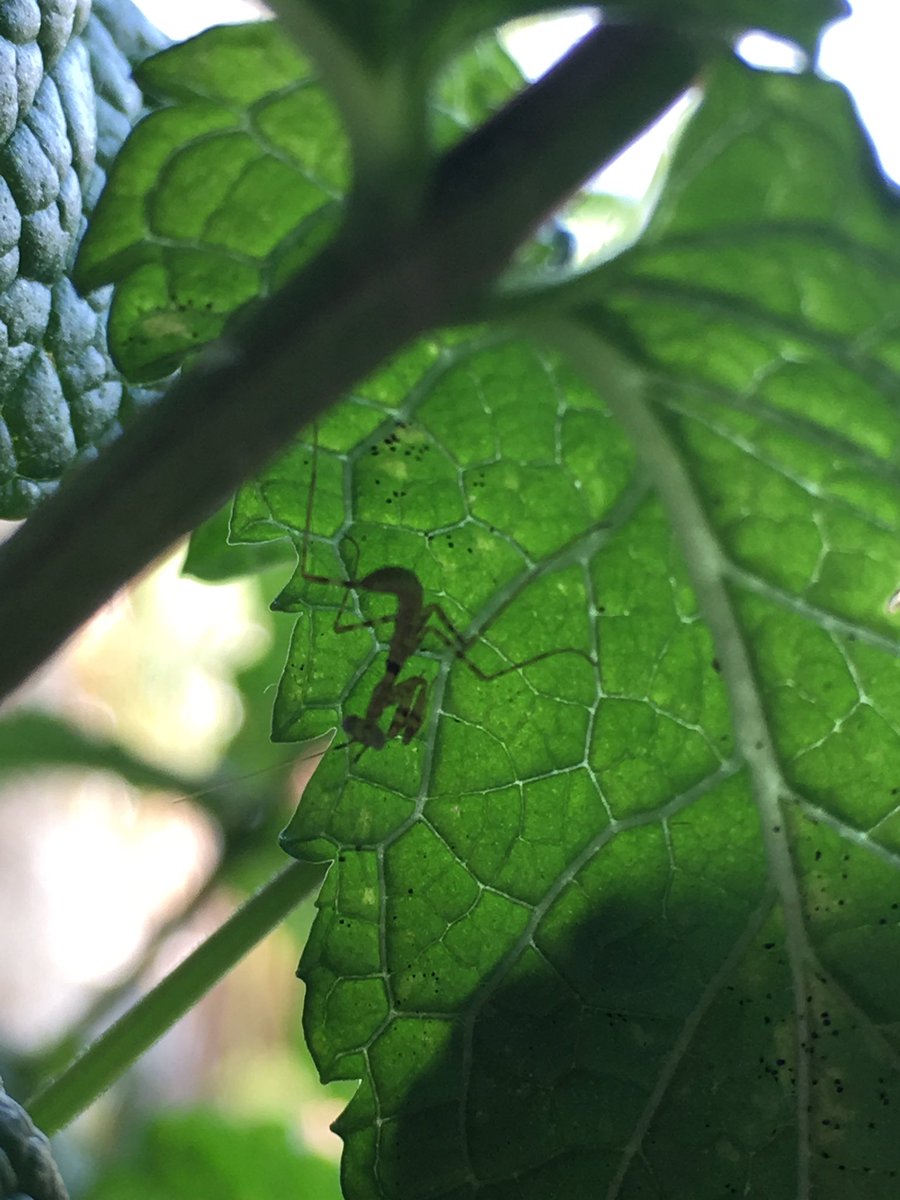 Unless it’s in this tiny pile of leaves, we’ve lost it. Mint has a praying mantis now though, which is cool