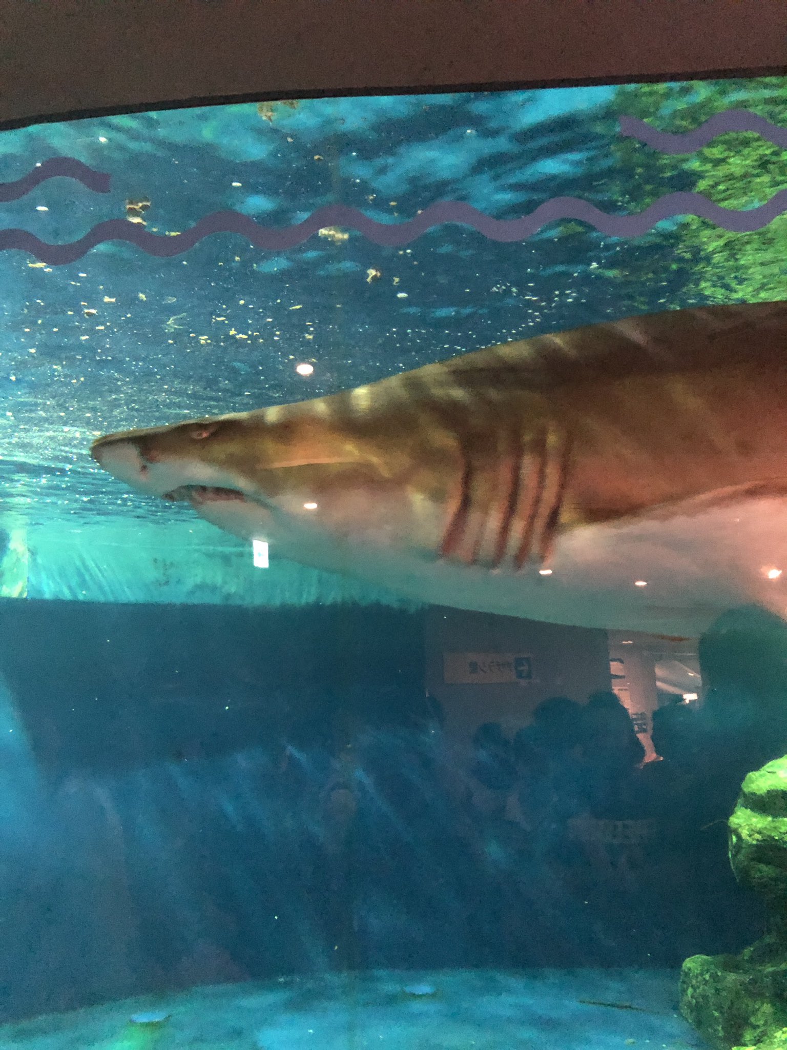 ぬまがさワタリ ゆかいないきもの超図鑑 ３ ８発売 しながわ水族館には大きなサメ シロワニがいるのだが 抜けた歯 をガチャポンで販売していて面白かった まさかの歯ガチャ 当然ながら尖っていて 触ると痛い お子さんは気をつけよう サメ好きは