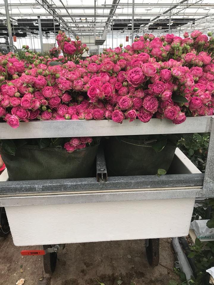 VoornSprayRoses's tweet photo. “Roses need a lot of water with fertilisers in order to grow properly. The team collect rainwater that falls on their greenhouse and use it for irrigation.” Learn more about the growing process of our spray rose collection via Floral Fundamentals https://t.co/IbbTawntGa! https://t.co/dZOE5HBcf7