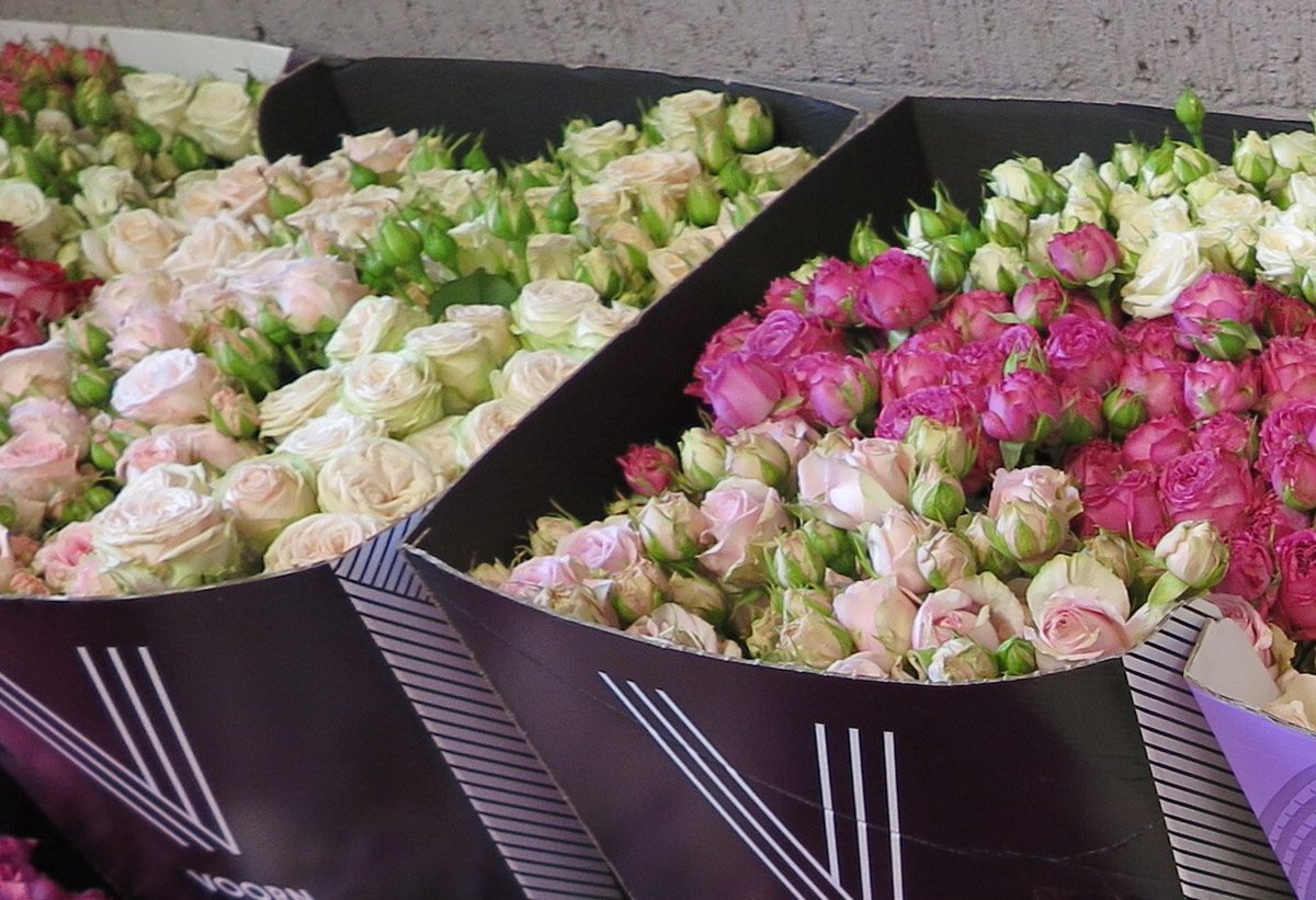 VoornSprayRoses's tweet photo. “Roses need a lot of water with fertilisers in order to grow properly. The team collect rainwater that falls on their greenhouse and use it for irrigation.” Learn more about the growing process of our spray rose collection via Floral Fundamentals https://t.co/IbbTawntGa! https://t.co/dZOE5HBcf7