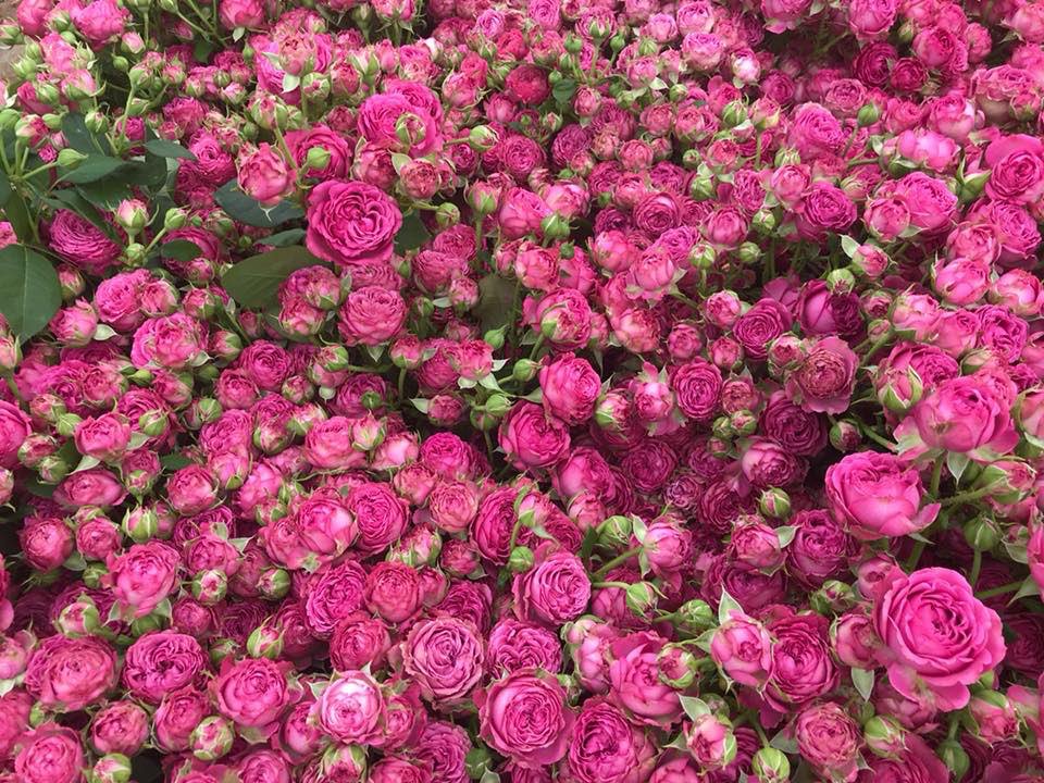 VoornSprayRoses's tweet photo. “Roses need a lot of water with fertilisers in order to grow properly. The team collect rainwater that falls on their greenhouse and use it for irrigation.” Learn more about the growing process of our spray rose collection via Floral Fundamentals https://t.co/IbbTawntGa! https://t.co/dZOE5HBcf7
