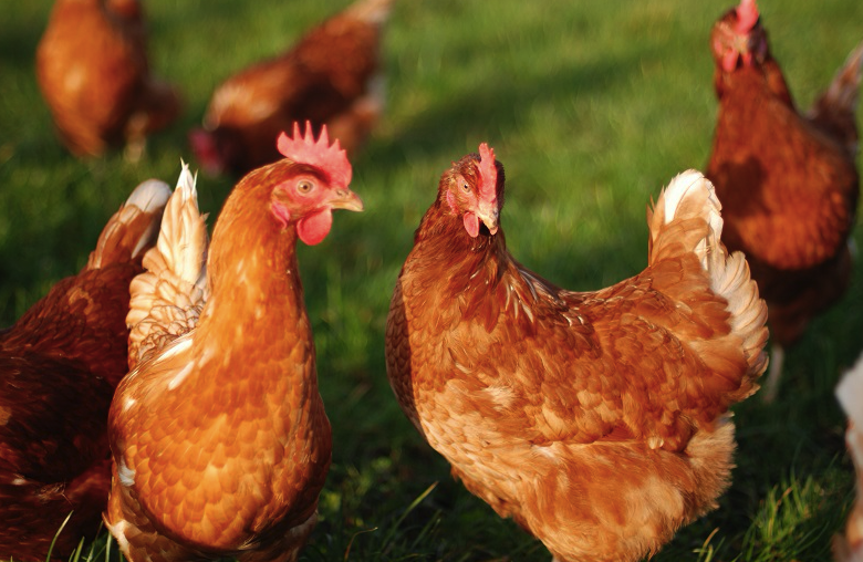 Sapling Home Farm tweet media