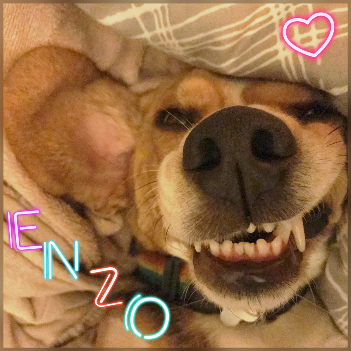 I never knew mr <a href="/Benfogle/">Ben Fogle</a> had Leishmaniasis too. I have the visceral one that affects my blood, believe he has the cutaneous one which is the skin.
My good looks will never be dulled 😉 
He also joins my sister <a href="/AmRescue/">I_am_Elle_The_Rescue_Beagle</a> who also has it 💕