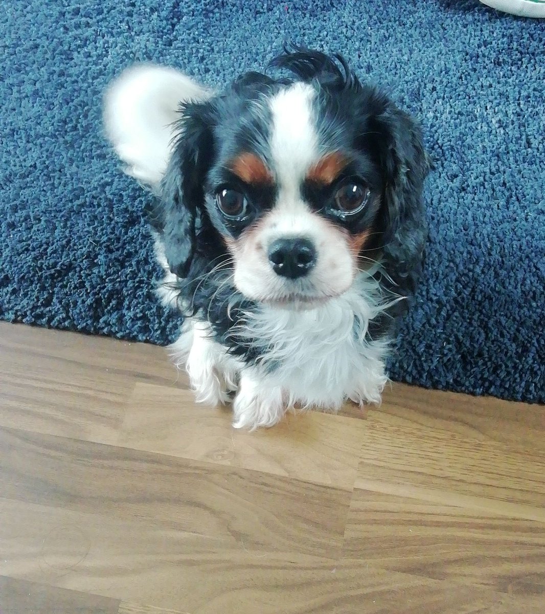 britishbook14's tweet photo. @veschwab My little 9 year old King Charles, Hollie https://t.co/TMUZqg89Vg