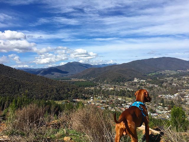 CarleyMckay's tweet photo. It’s good to come home to snow capped mountains, Jasper and vegemite toast. https://t.co/ehGcfSLnuh