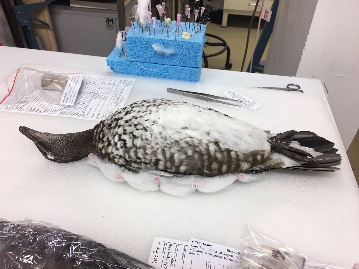 MEMIllustration's tweet photo. @LavretskyLab @Duck_Doctor After skinning all those ducks for you guys, I finally prepped one! Australian wood duck. *quack quack*

#specimenprep #museumcollection #studyskin https://t.co/3DFOw52Mmz