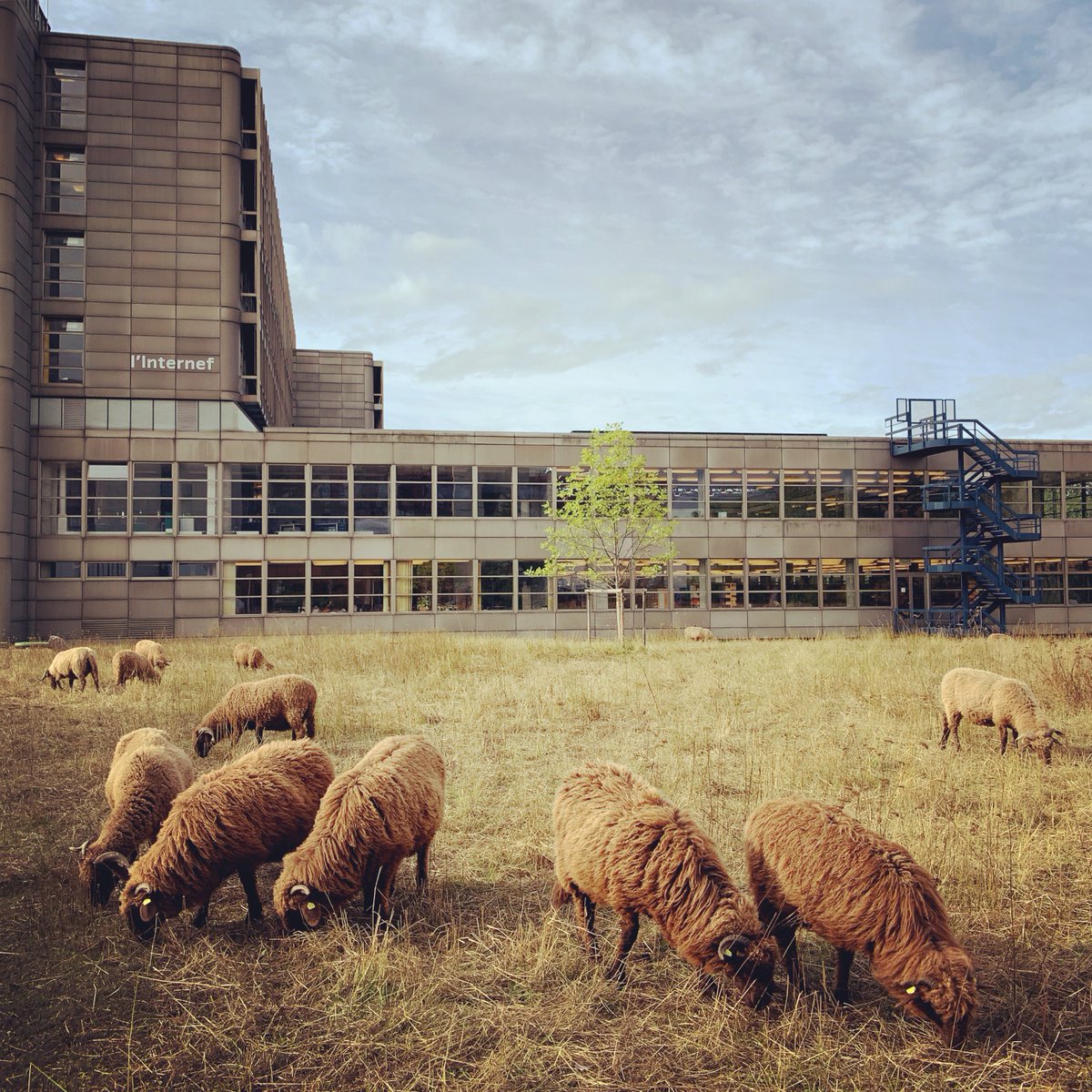 Moutons sur tons <a href="/unil/">Université de Lausanne</a> #moutons #mascotte