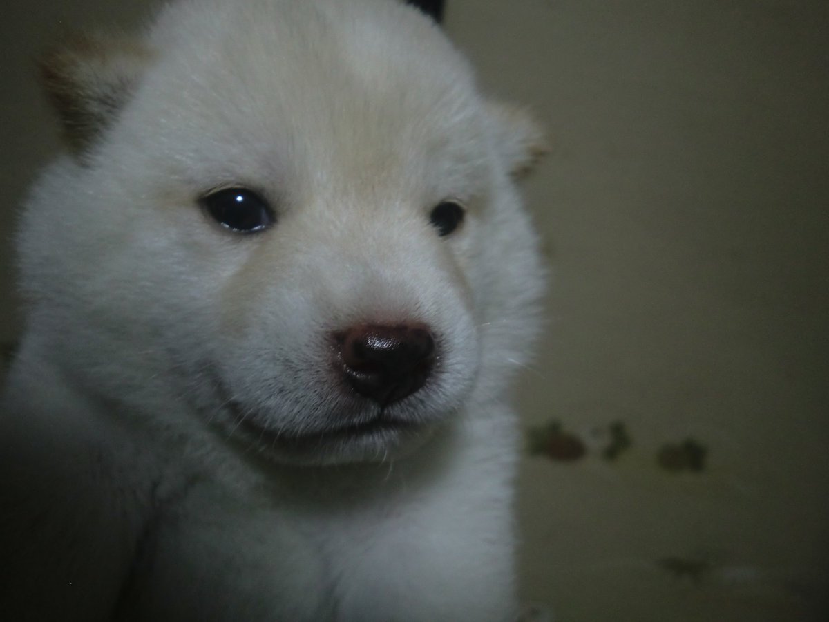白い子犬