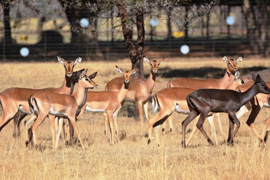 Perdeberggame's tweet photo. Impala Ewes on Auction @ Mpatamacha Wild Auctions Venue 17 Aug 2019 https://t.co/JERgap4XSB