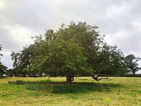#beautifulviews in Letheringsett 🌲