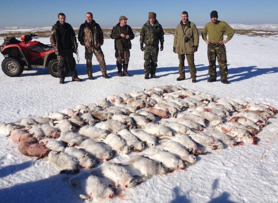 ChrisGPackham's tweet photo. Piles of dead Mountain Hares exterminated on driven grouse moors for allegedly spreading a disease amongst overcrowded grouse . This is not conservation  - it’s slaughter . Let’s end it https://t.co/DnSB6Bo8Yh Please RT ⁦@LeagueACS⁩ ⁦@RSPCA_official⁩ https://t.co/0YPV1uAqON