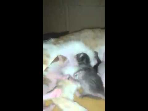 MeowMoeDotCom's tweet photo. Cat Stage | cute kittens fight for milk
#Cats #Cat #Kittens #Kitten #Kitty #Pets #Pet #Meow #Moe #CuteCats #CuteCat #CuteKittens #CuteKitten #MeowMoe
#Bengalcat #BurmeseCat #CatAdoption #CatBreeds #CatCompilation #CatStage
https://t.co/vi4jND4Jrr
. https://t.co/BGbHmfcwr9
