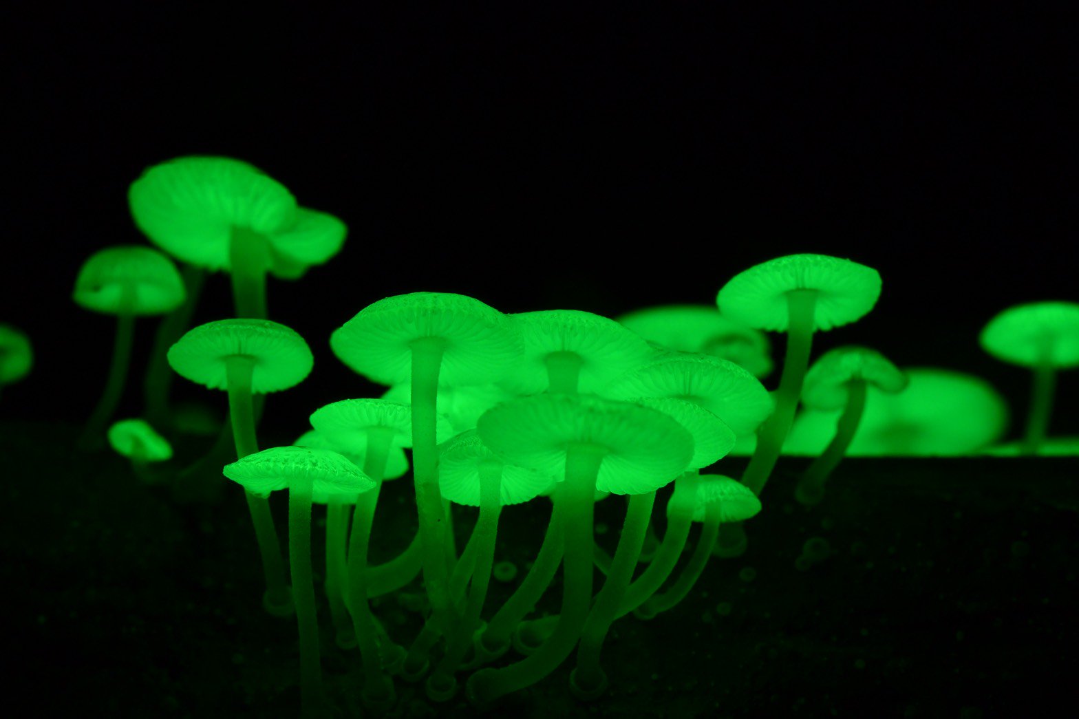 八丈島観光協会 光るキノコの発光具合が とても良く見られているそうです T Co Snxnvxchyt Twitter