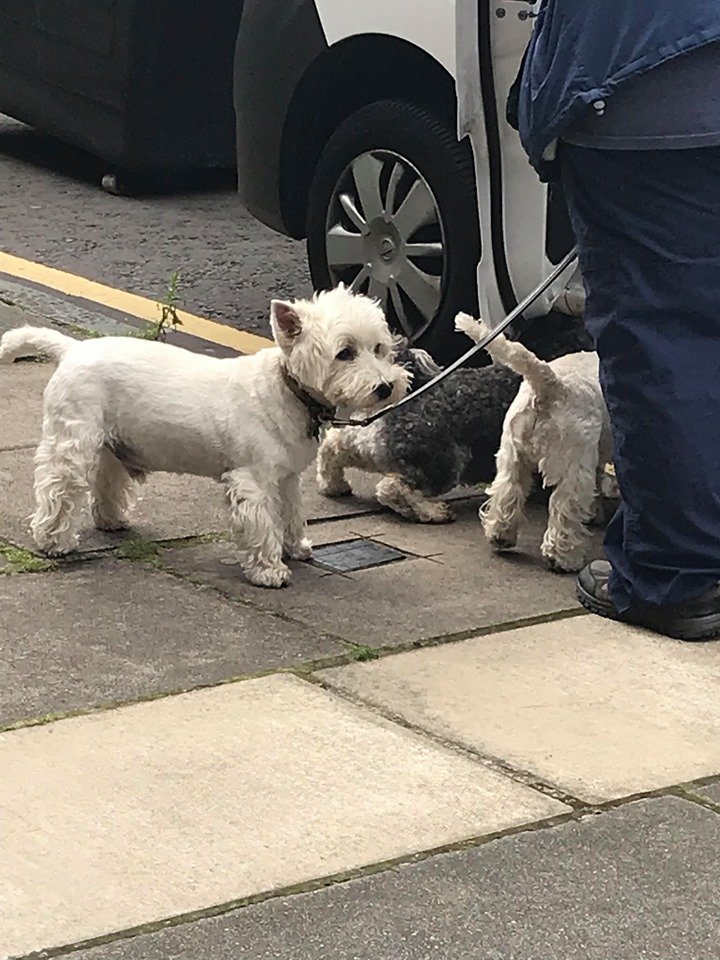 DoyleELF's tweet photo. Saw these cuties while waiting for the bus, but they had places to go, and hopped up into a car before we could ask their names.

#DogsofFringe #MakeYourFringe https://t.co/kbLN5OBVeB