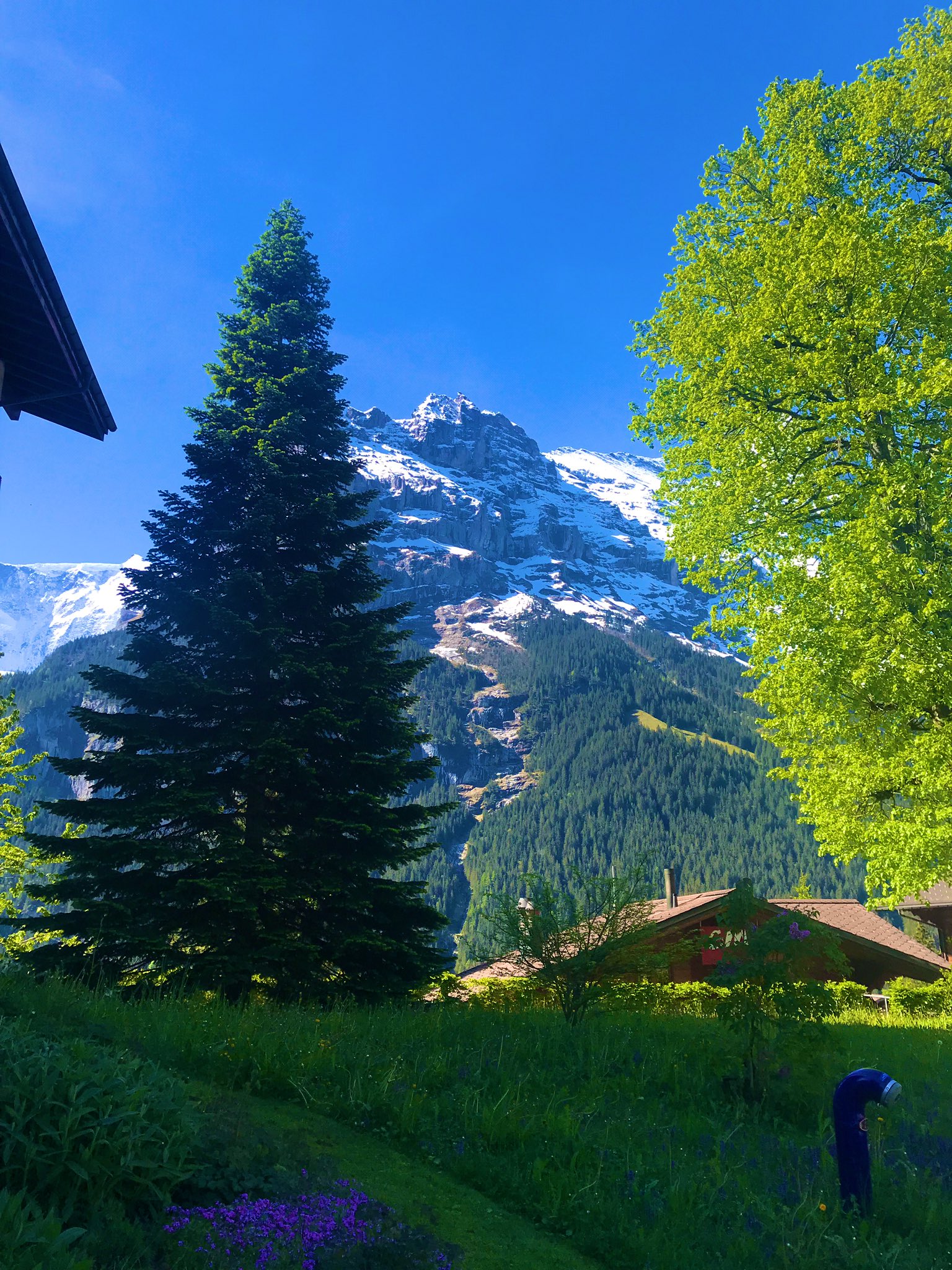 アルプスの少女ハイジ 公式 ハイジの国スイスの写真 台風が来てしまいましたので スイスアルプスの写真で 少しでも爽やかになって頂ければ幸いです グリンデルワルドの大きなもみの木 風が吹いた時 ハイジのように耳を傾けてみたいですね