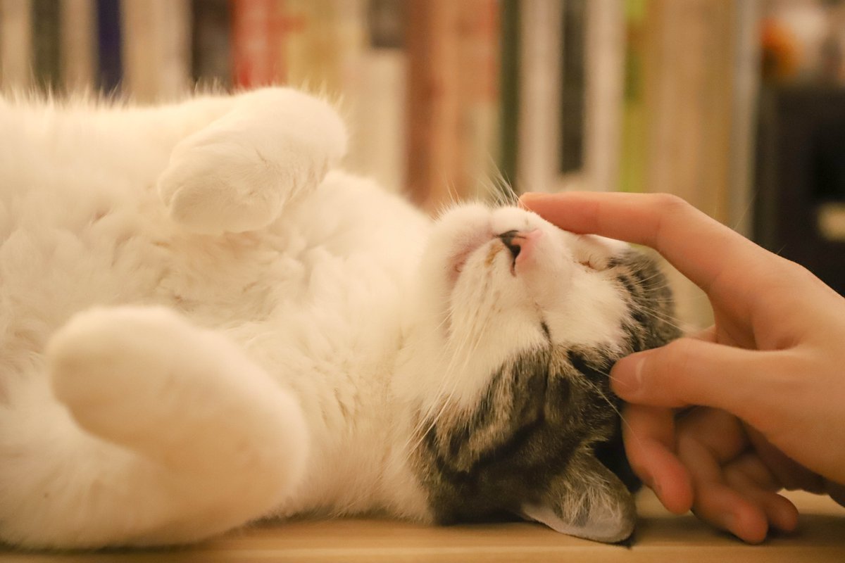 iCatCare's tweet photo. Cats with a microchip are 21 times more likely to be reunited with their owners than non-microchipped cats if they become lost.

This #CheckTheChipDay make sure your cat is microchipped and that your details are up to date!

For more information visit: https://t.co/dWf25HTfcK https://t.co/aokVrYdzfZ