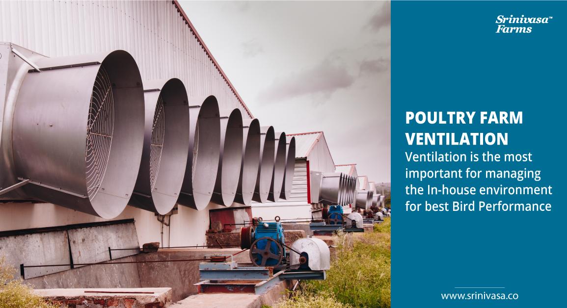 srinivasa_farms's tweet photo. Poultry Farm Ventilation:
Ventilation is the most important for managing the In-house environment for best bird performance. Lack of ventilation in poultry houses can lead to production inefficiencies and increases costs.
#SrinivasaFarms #PoultryVentilation #VentilationSystem https://t.co/wAYKu1e3rI