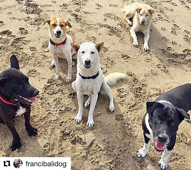 ILoveBaliDogs1's tweet photo. #Repost @francibalidog ・・・
Who’s ready for meal? 😊
#thepadmabeachpack 🐾❤️🏖
@ilovebalidogs #savebalidogs #bali #beach #dogs #balidog #beach #rescuedog #adoptdontshop #balidoglover #beachlife #happy #mealtime #onthebeach #love #doglover #rescuedogs… https://t.co/i3xnSlPVEy https://t.co/3CtgkeBRvr