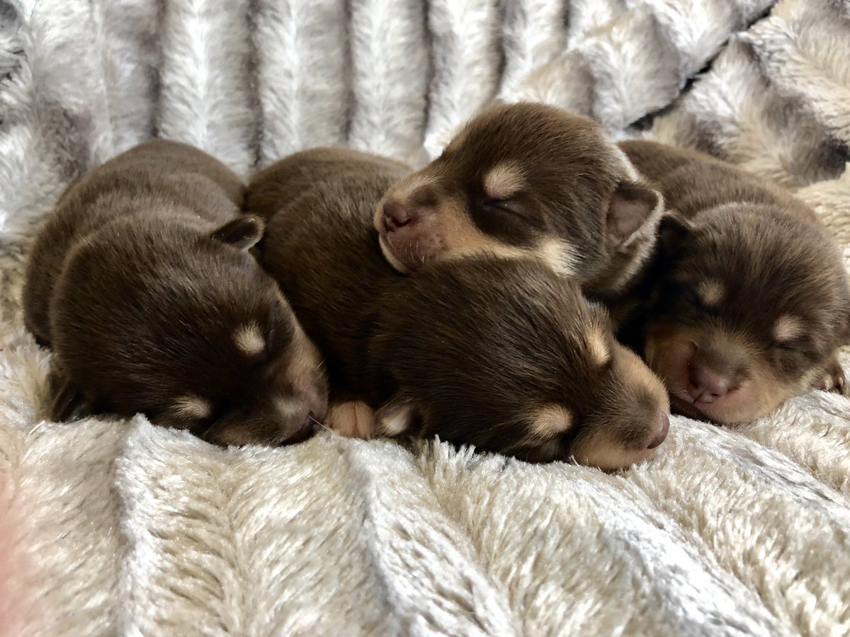 oxsana perfect pomsky puppies