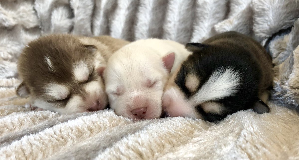 oxsana perfect pomsky puppies
