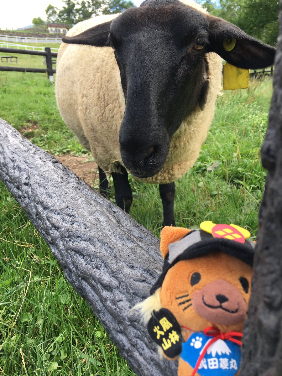 bijinzukanJP's tweet photo. Wow a sheep is about eating me! Please help〜
#Yamanashikankou #hishimaru https://t.co/4dJ0mV8xKp