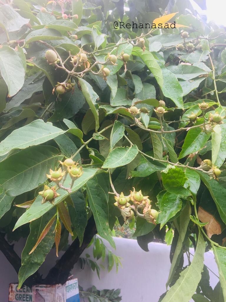 mrehanasad79's tweet photo. Blooms & budding fruits of Jarul aka Pride of India. A tree having origin from India & South East Asia. Also used for herbal medicine & revered in Buddhism as it is believed that 11th Buddha achieve enlightenment under it. #trees #Nainital #Lookingupattrees @LyfInTransit https://t.co/pOkJnlqLCu