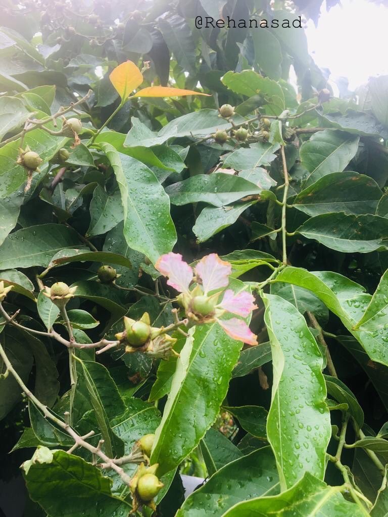 mrehanasad79's tweet photo. Blooms & budding fruits of Jarul aka Pride of India. A tree having origin from India & South East Asia. Also used for herbal medicine & revered in Buddhism as it is believed that 11th Buddha achieve enlightenment under it. #trees #Nainital #Lookingupattrees @LyfInTransit https://t.co/pOkJnlqLCu
