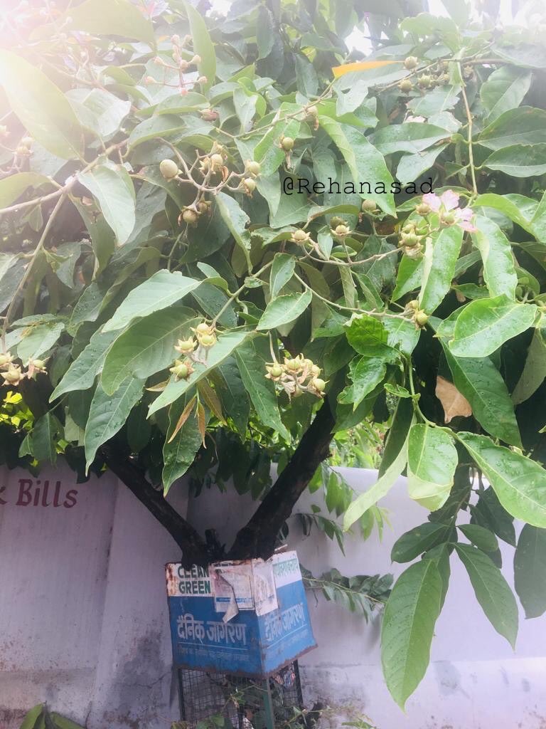 mrehanasad79's tweet photo. Blooms & budding fruits of Jarul aka Pride of India. A tree having origin from India & South East Asia. Also used for herbal medicine & revered in Buddhism as it is believed that 11th Buddha achieve enlightenment under it. #trees #Nainital #Lookingupattrees @LyfInTransit https://t.co/pOkJnlqLCu