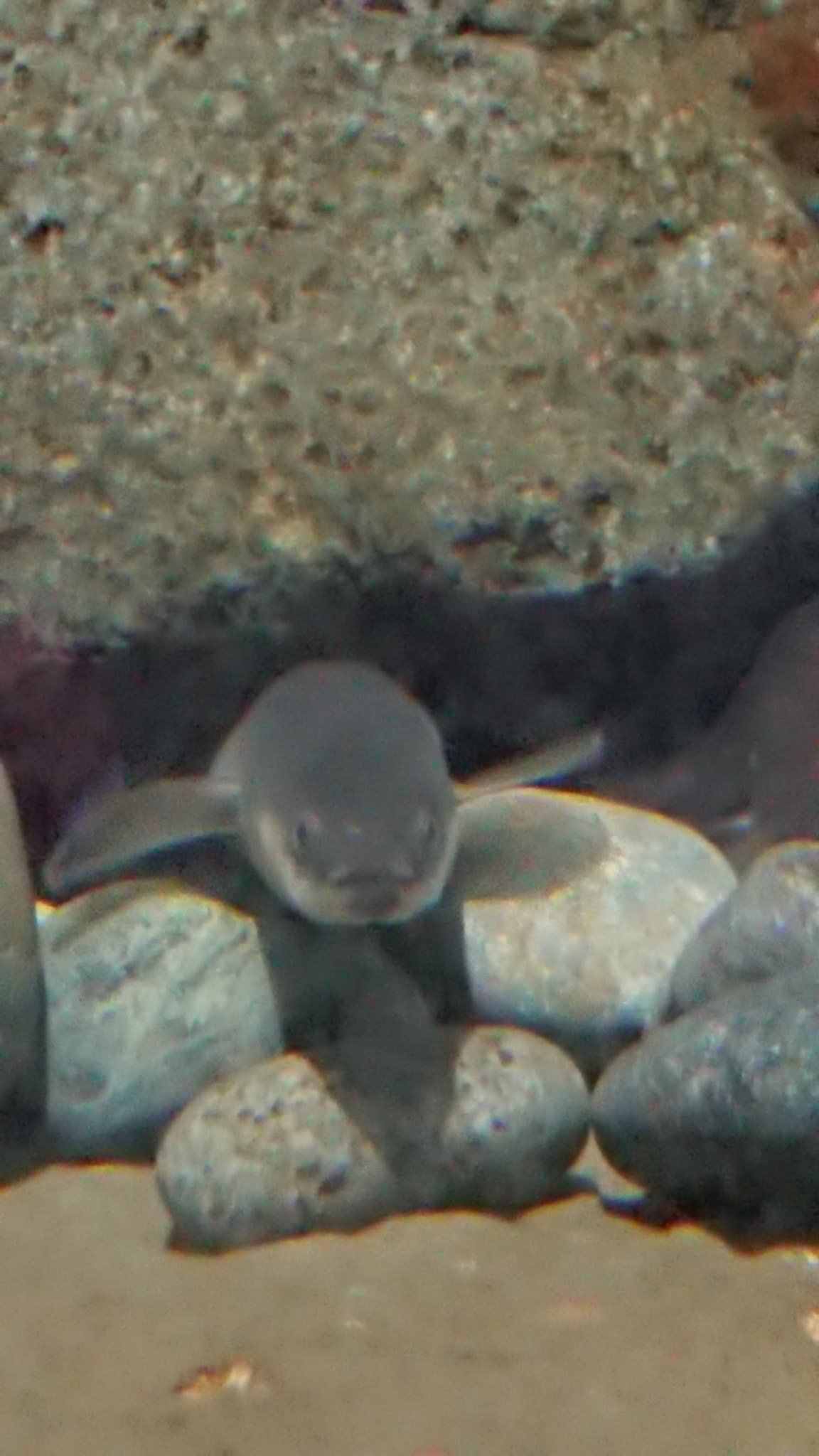 うゅにゃん うなぎって意外とかわいい顔してる 伊豆三津シーパラダイス T Co Qhdnpuswjs Twitter