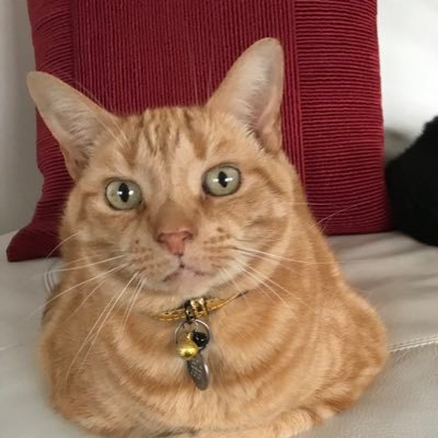 lisa kate clayton #AngelJess on Twitter: "Just gorgeous ♥️♥️♥️♥️♥️