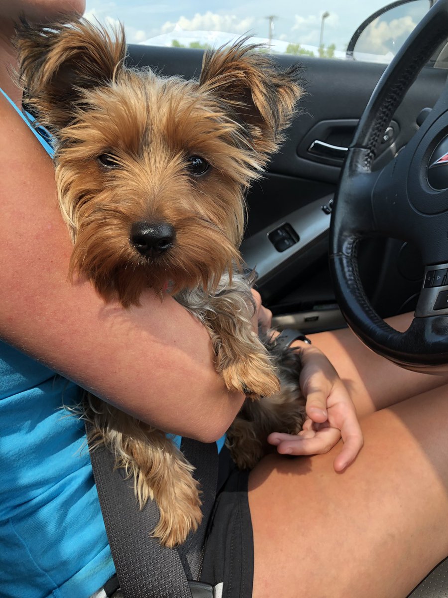 moeegaan's tweet photo. Mitzie wanted to drive so I let her😂 https://t.co/SRK1MXV0LP