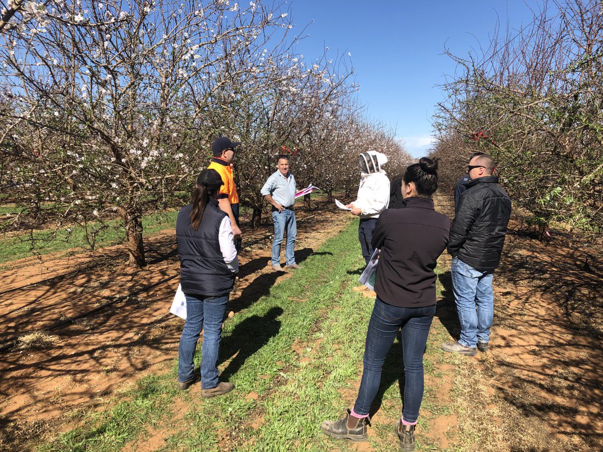 AgXtra's tweet photo. Great turn out at the @NufarmAustralia demonstration days in Loxton and Angle Vale this week showcasing #Dormex in almonds! Great work again by the AgXtra Hort team. #ausag #agxtra #almonds https://t.co/3iTmlm41TS