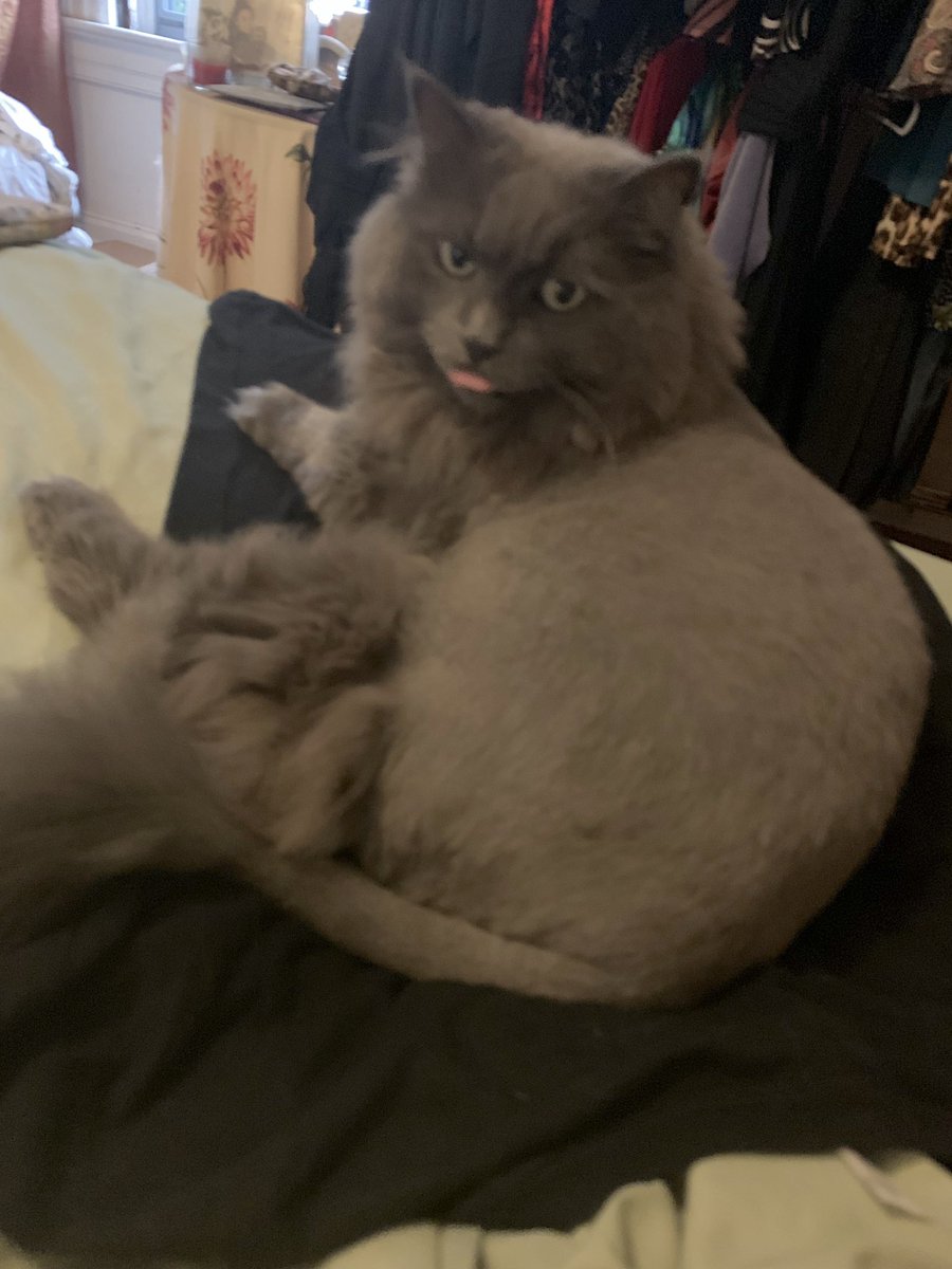 TheSiouxzy's tweet photo. Two guaranteed ways to capture a cat: Put out an empty cardboard box or put a piece of clothing you intend to wear on your bed for a moment. 😺 #BushyB https://t.co/g5GBNyZ6Q1