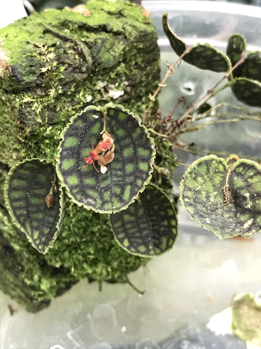 ShowMeUrPlants's tweet photo. Would you please just look at these TINY orchids. The leaf is the size of a dime https://t.co/0JWIxFRoE5