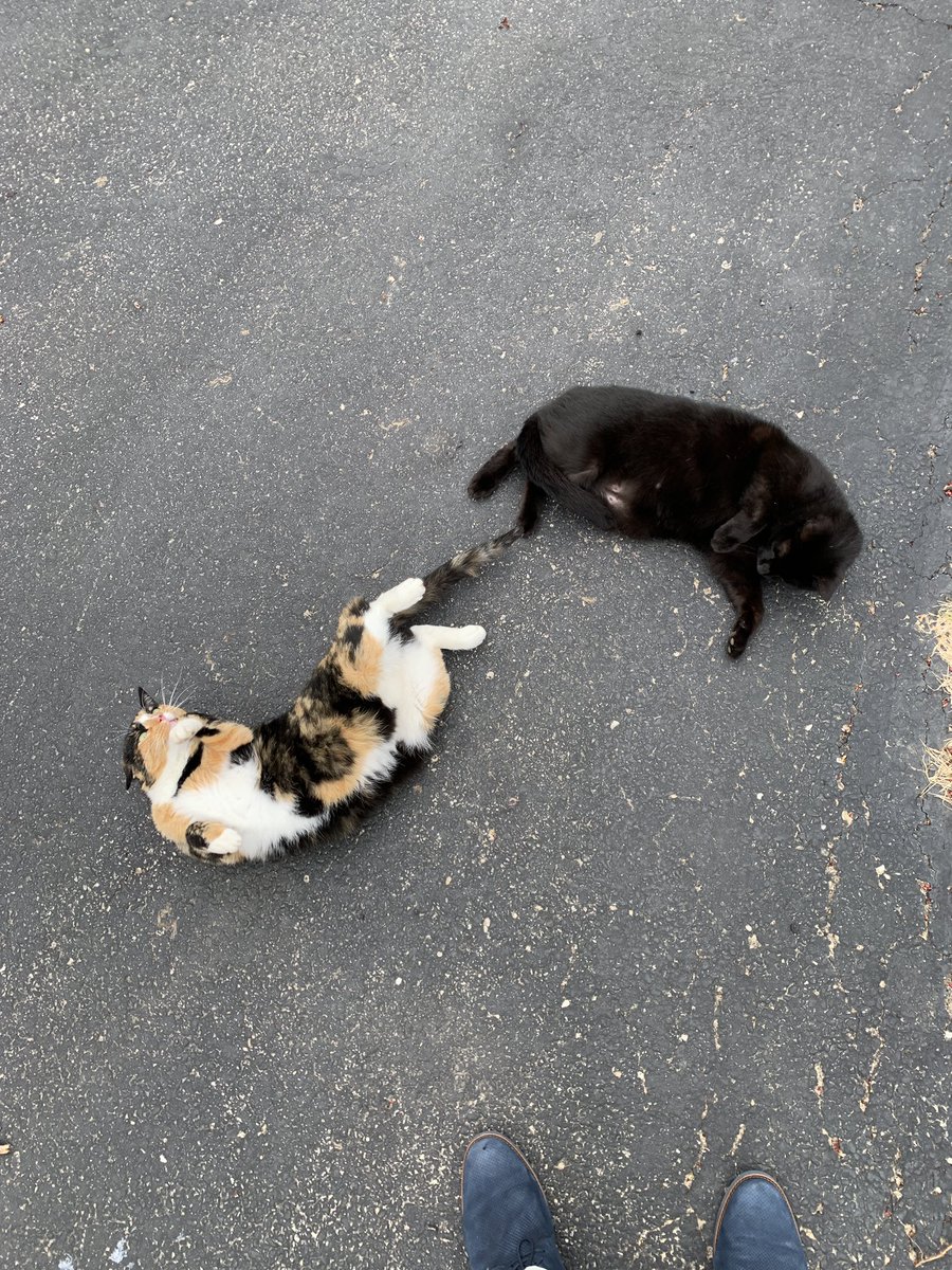 chipodolej's tweet photo. Pumpkin, you will be dearly missed. RIP. https://t.co/Wssc1lxBlj