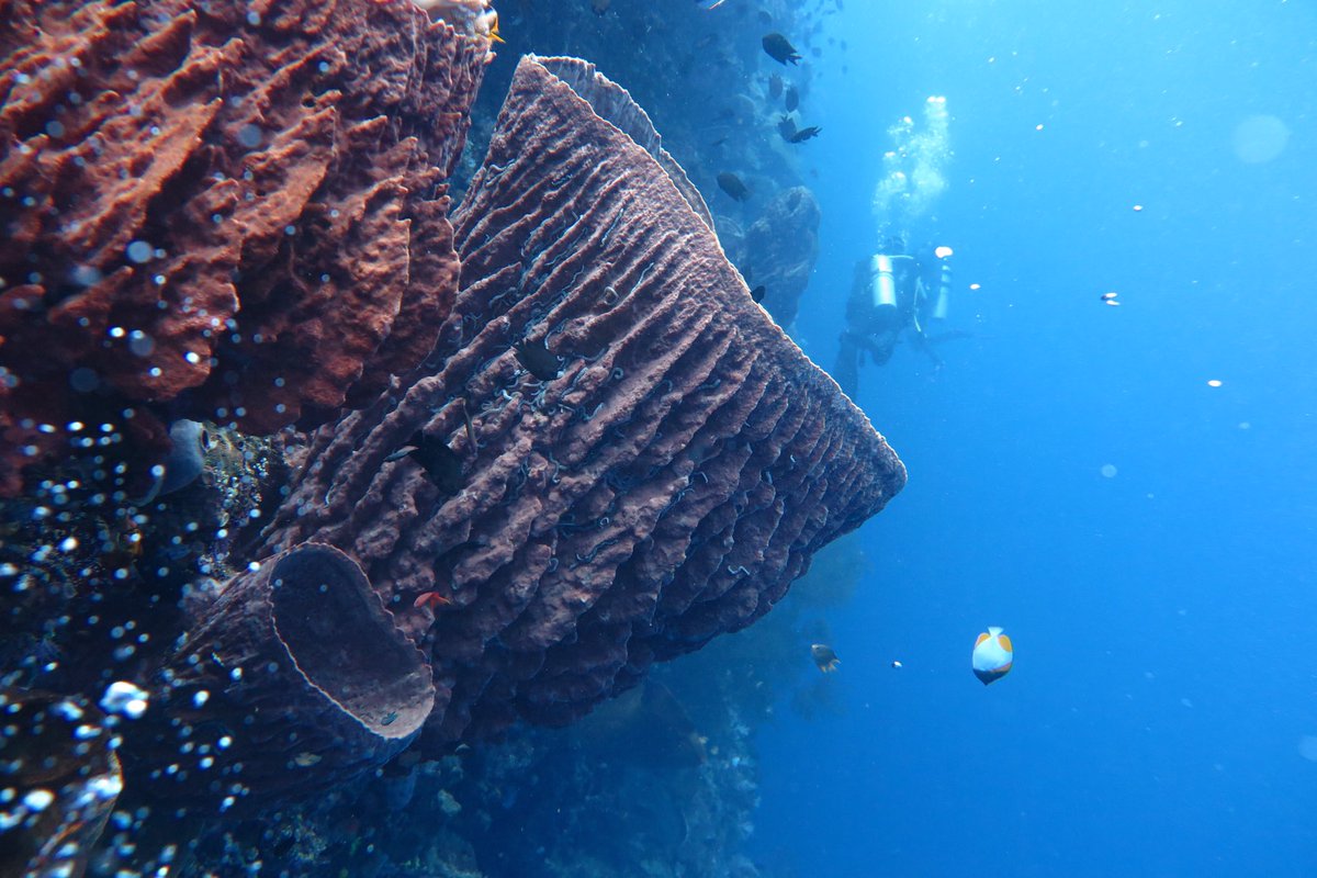 reef_scientist's tweet photo. Day48: Sponges like this #BarrelSponge grow big enough to fit my friend @AnjGanase inside! Sponges are the reef recyclers: a living filter, a sponge this size sucks swimming pools worth of water through itself daily, cleaning it of grub to keep it clear & blue! #100days100species https://t.co/DWoLw7Abao