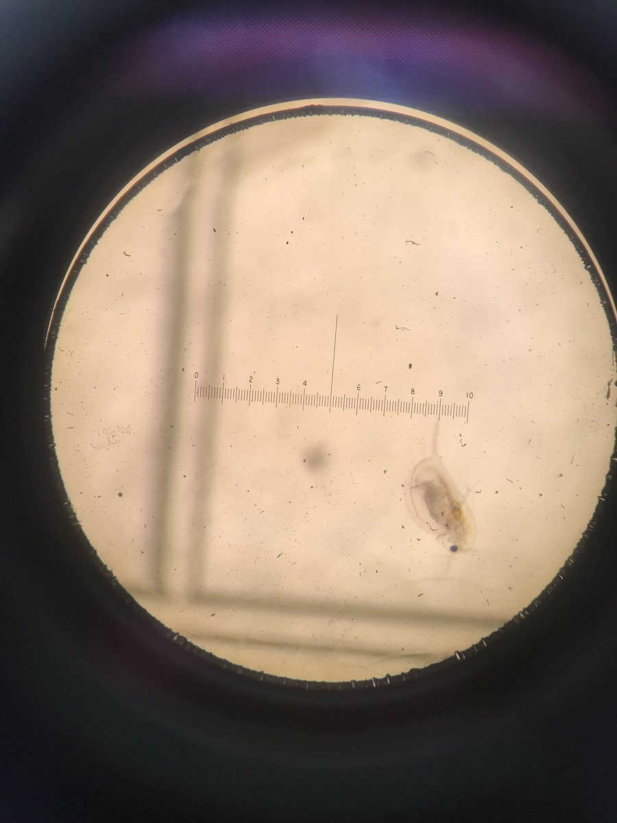 RocksandRivers's tweet photo. Daphnia farming for phosphorus trials round 2 is in progress! #limnology #prouddaphniamomma https://t.co/HXiUwm1TFT