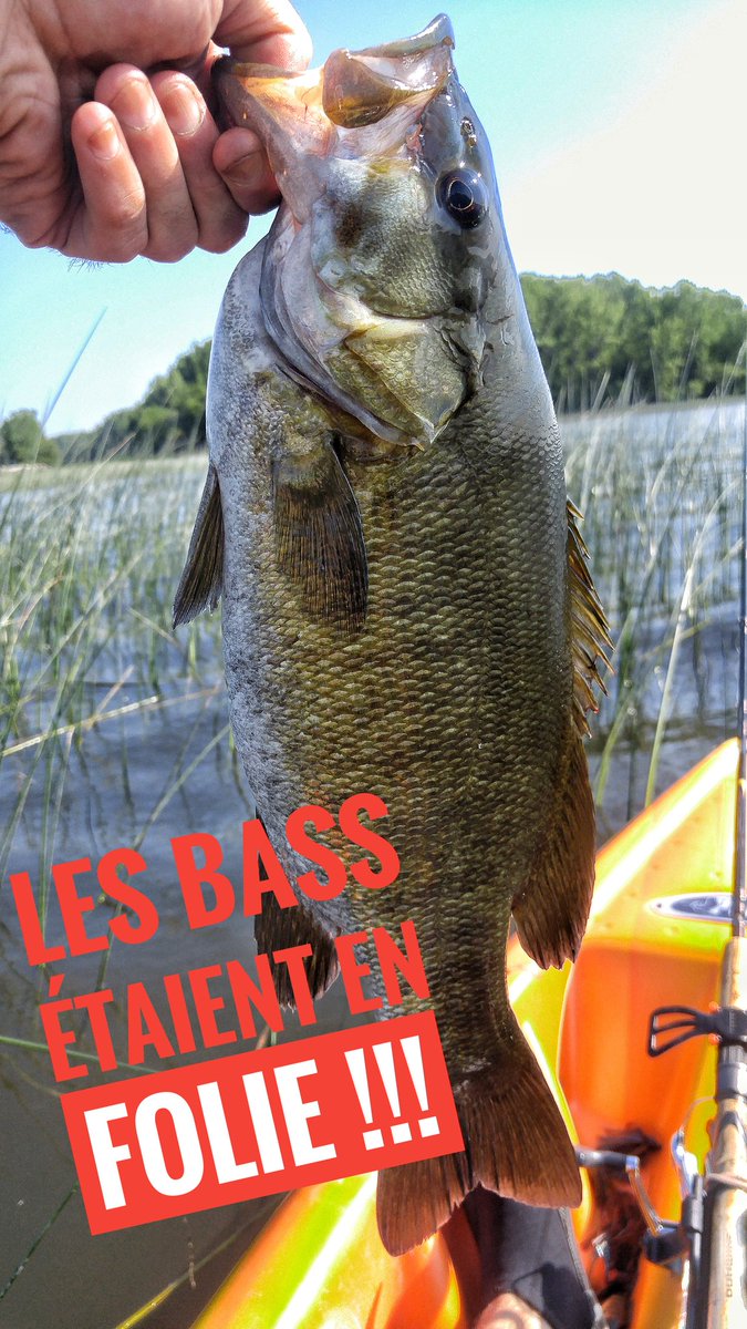JimmyPecheur's tweet photo. Si vous aimez la #pêche allez voir ma video de pêche de #achigan ou #blackbass a #Quebec ce #carnassier donne de sublime combat https://t.co/GODEWynaWb @1max2peche @FishingScarna @PecheIrlandeIFI @PechesSportives https://t.co/uCJMzUJb5S