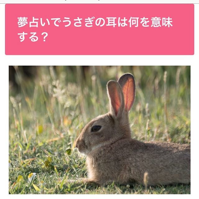 Yumemi1215 夢占いでうさぎの耳は 幸運 を意味します なぜなら うさぎの耳は長く大きい特徴があるため 現実では人の話を聞いて状況判断できることを表しているんですよ うさぎ うさぎの耳 大きい耳 うさぎ好き うさぎ部 うさぎと暮らす
